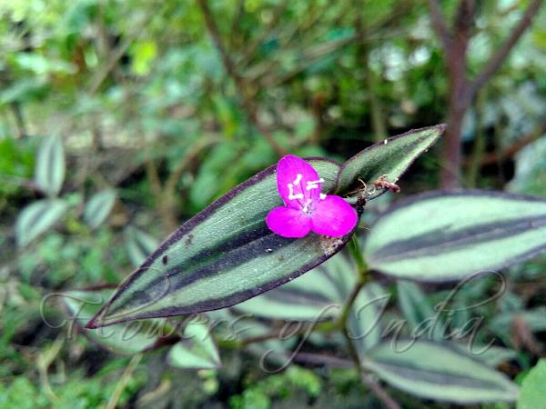 Striped Wandering Jew